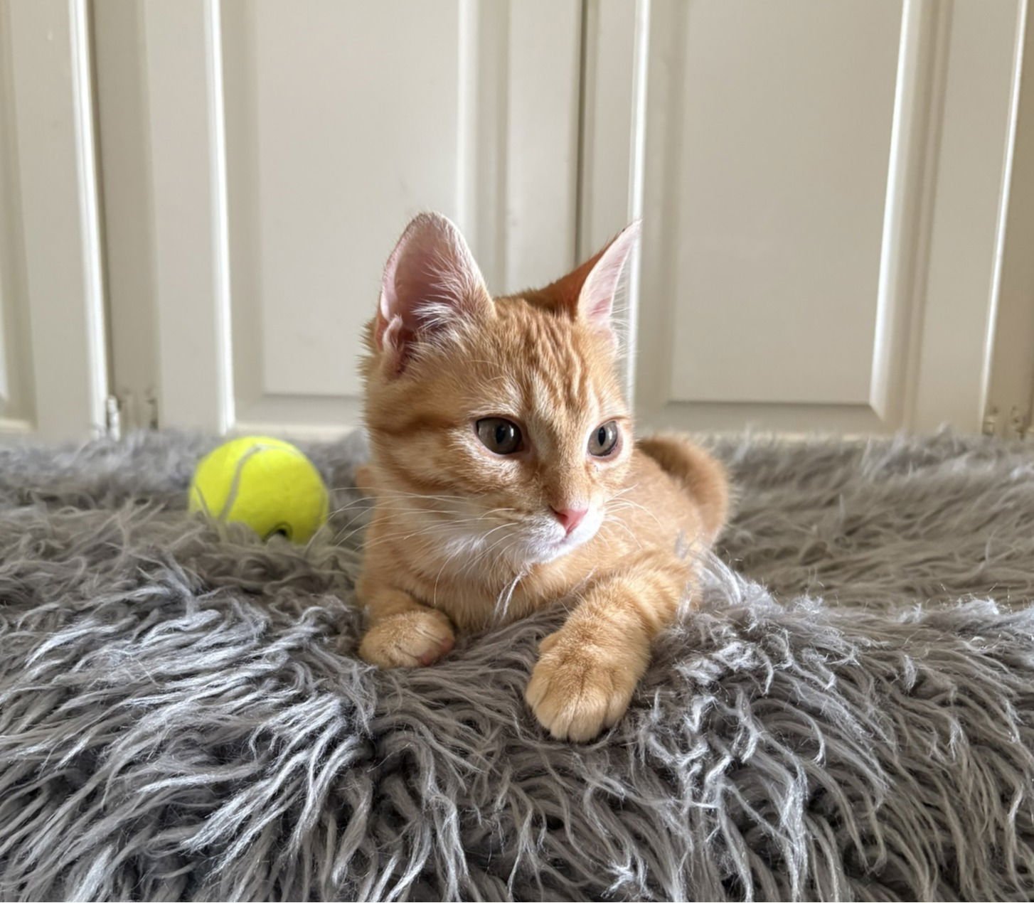 KIRK - Tabby available for adoption