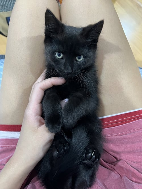 FLOWER - Domestic Medium Hair available for adoption