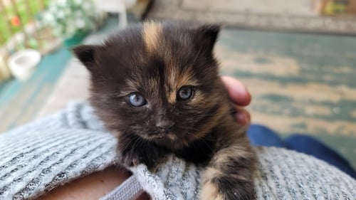 LYSANDRA - Domestic Medium Hair available for adoption