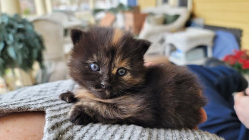 LYSANDRA - Domestic Medium Hair available for adoption