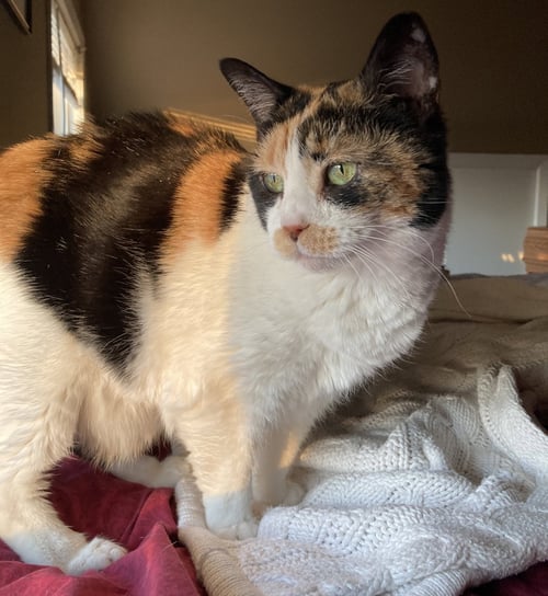 LACEY RAE - Domestic Short Hair available for adoption