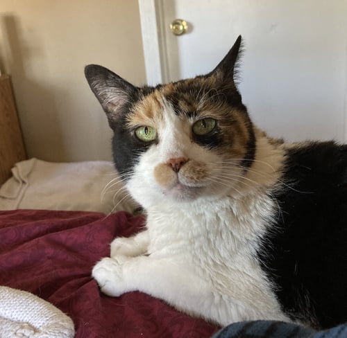 LACEY RAE - Domestic Short Hair available for adoption