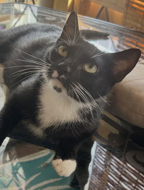 LOLA5 - Domestic Short Hair available for adoption