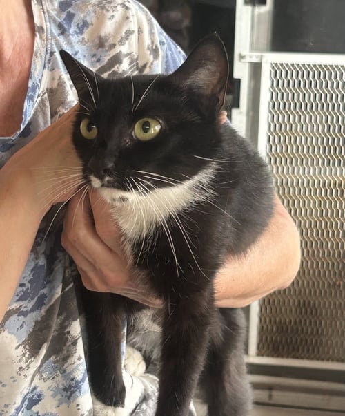 LOLA5 - Domestic Short Hair available for adoption