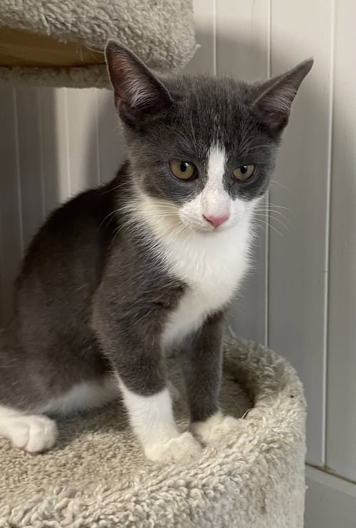 CAMEO - Domestic Short Hair available for adoption