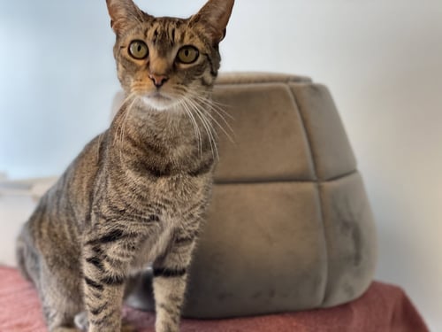 PETEY 2 - Domestic Short Hair available for adoption