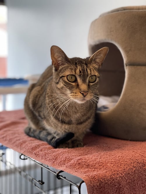 PETEY 2 - Domestic Short Hair available for adoption