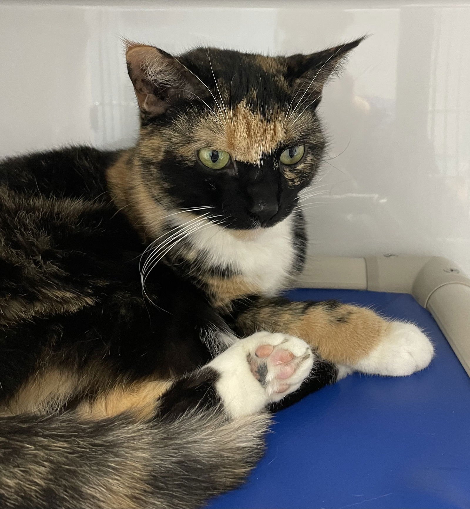 BOBA - Domestic Short Hair available for adoption