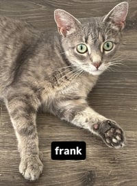 Frank (aka Frankie) female - Photo 1