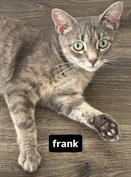 FRANK (AKA FRANKIE) FEMALE - Domestic Short Hair available for adoption