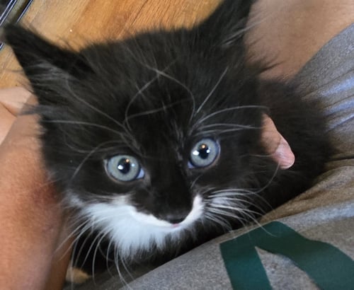 NICO3 - Domestic Medium Hair available for adoption
