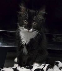 Nico3 - Photo 1