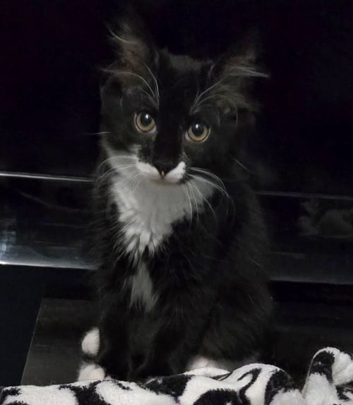 NICO3 - Domestic Medium Hair available for adoption