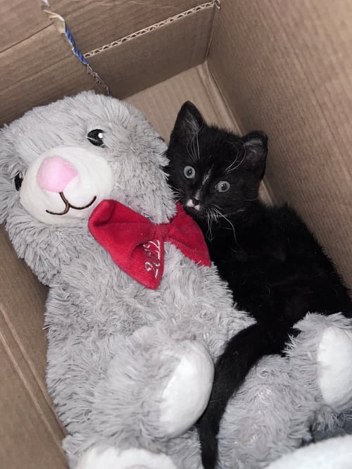 KYLO - Domestic Short Hair available for adoption