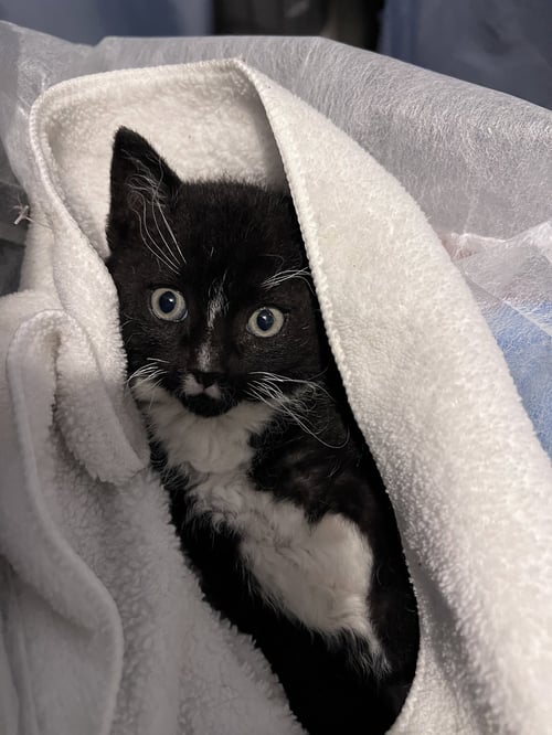 KYLO - Domestic Short Hair available for adoption