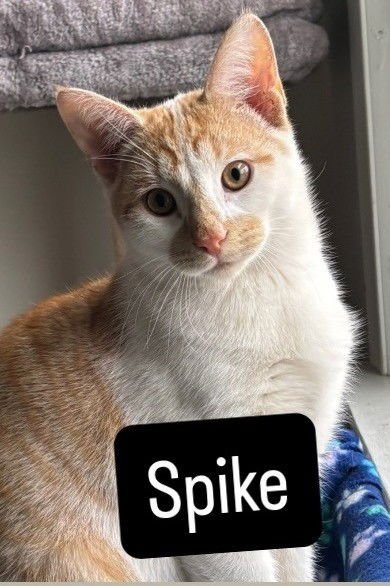 SPIKE - Domestic Short Hair available for adoption