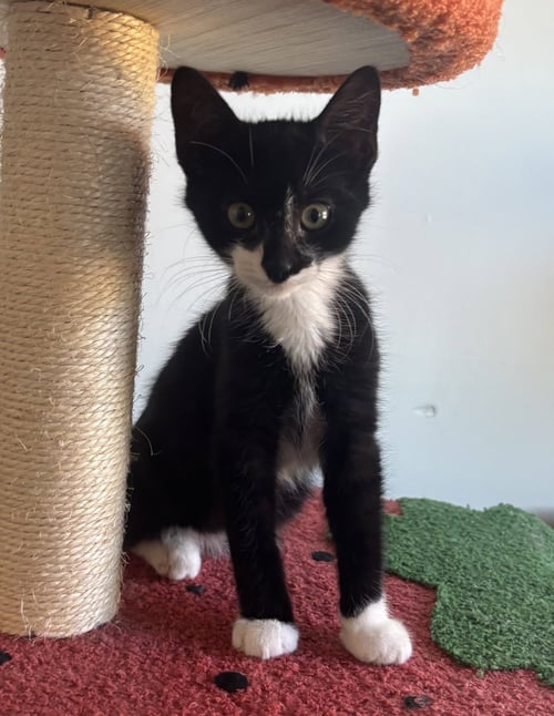 APOSTROPHE (FORMERLY MERSADIE) - Domestic Short Hair available for adoption