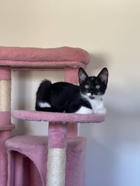 Apostrophe (formerly Mersadie) - Photo 3