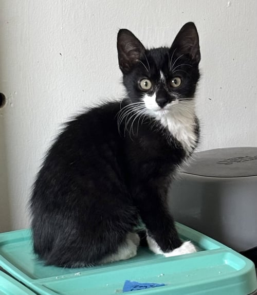 APOSTROPHE (FORMERLY MERSADIE) - Domestic Short Hair available for adoption