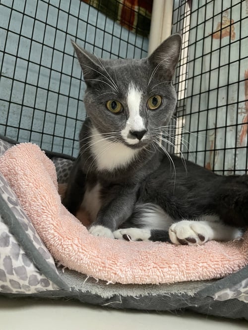 MASON - Domestic Short Hair available for adoption