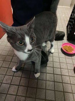 MASON - Domestic Short Hair available for adoption