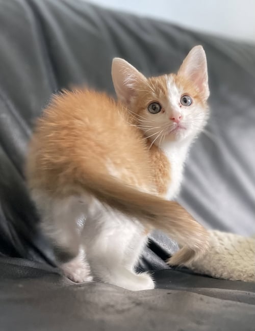 PORKY - Domestic Short Hair available for adoption