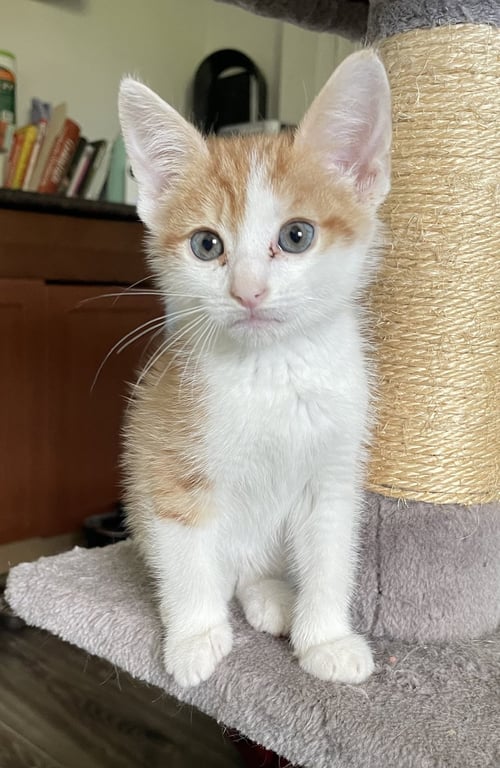 PORKY - Domestic Short Hair available for adoption