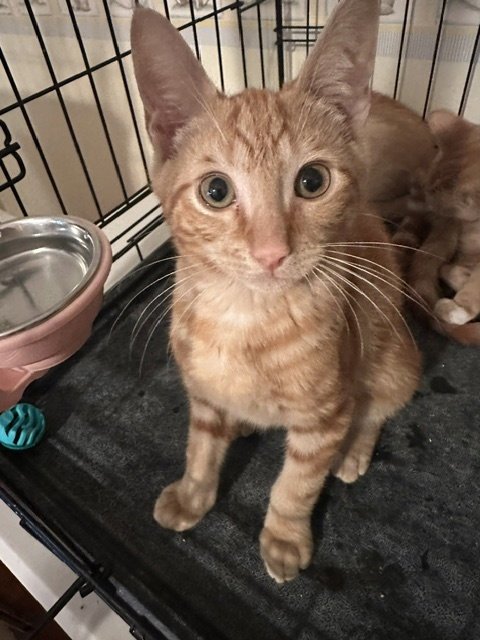PHOENIX - Domestic Short Hair available for adoption