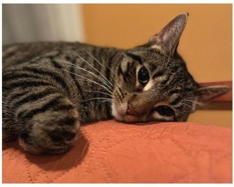 MARGO - Domestic Short Hair available for adoption