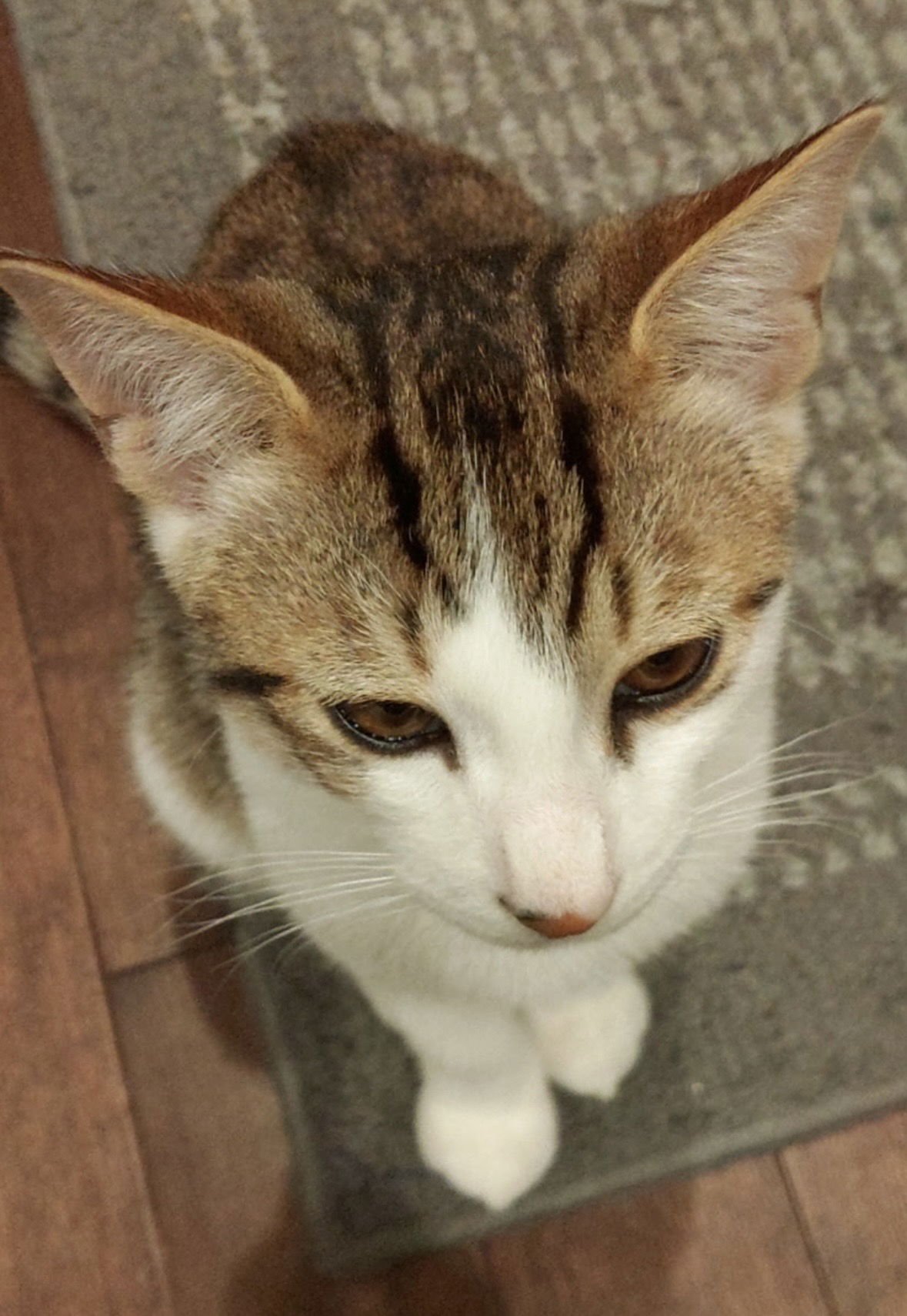 KIWI - Domestic Short Hair available for adoption