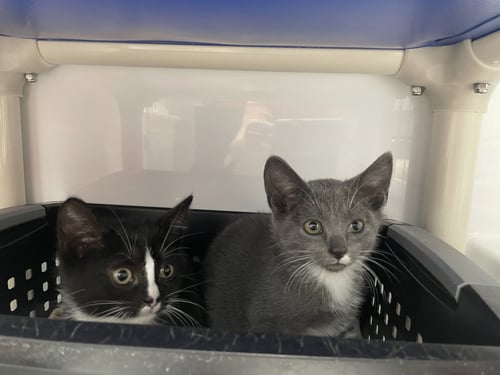 BUGSY2 - Domestic Short Hair available for adoption