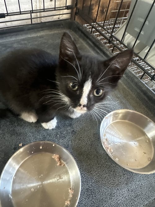 BUGSY2 - Domestic Short Hair available for adoption