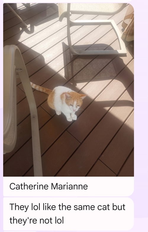 CATHERINE MARIANNE - Domestic Short Hair available for adoption