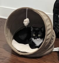 Oreo - Photo 4