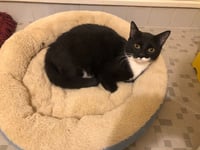 Oreo - Photo 3