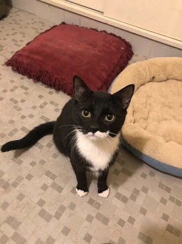 OREO - Domestic Short Hair available for adoption