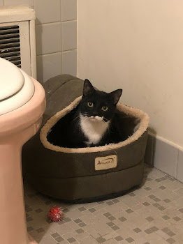 OREO - Domestic Short Hair available for adoption