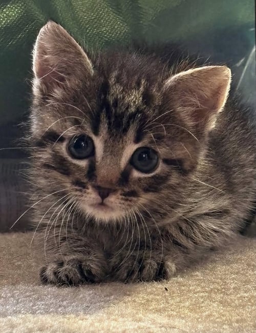 JIMBO - Domestic Short Hair available for adoption
