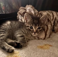 Jimbo - Photo 2