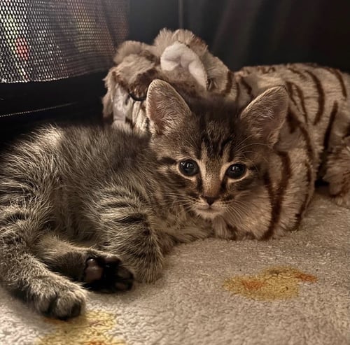 JIMBO - Domestic Short Hair available for adoption