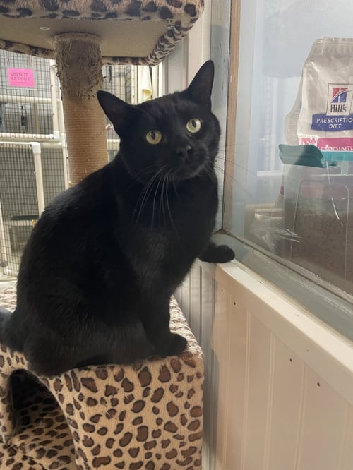 ELVIS - Domestic Short Hair available for adoption