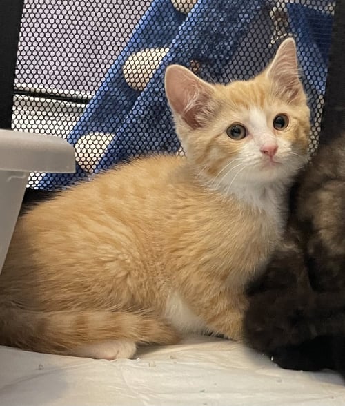 APRIL - Domestic Long Hair available for adoption