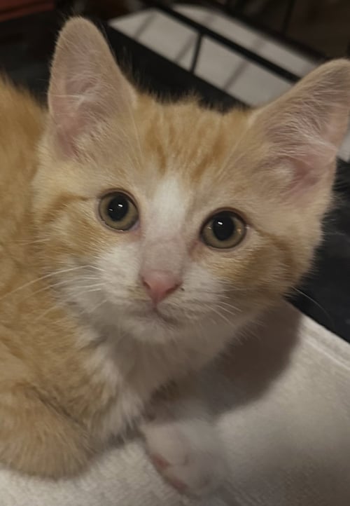 APRIL - Domestic Long Hair available for adoption
