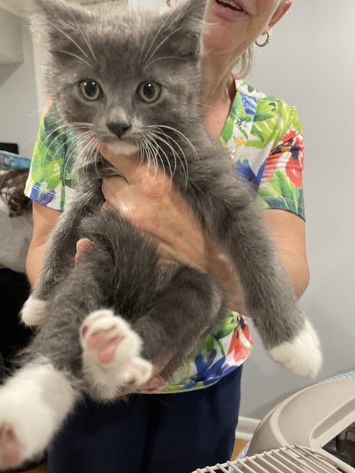 THUMPER - Domestic Short Hair available for adoption