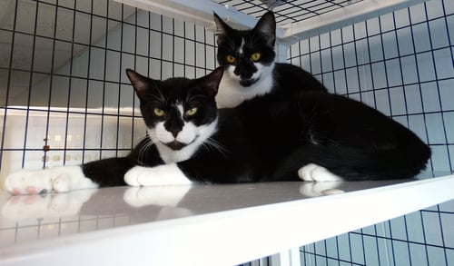 ANABELLE - Domestic Short Hair available for adoption