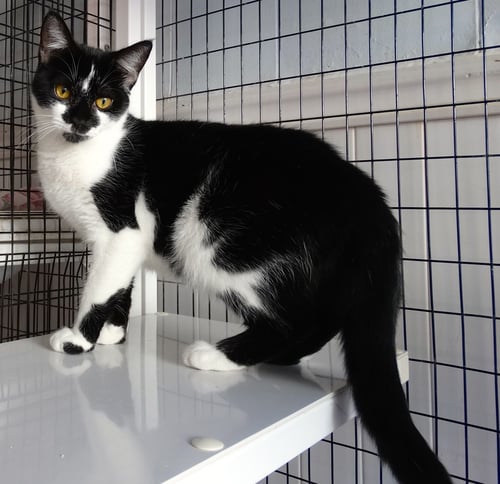 ANABELLE - Domestic Short Hair available for adoption