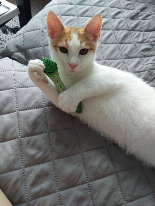 ANGEL 2 - Domestic Short Hair available for adoption