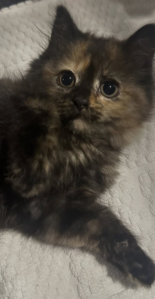 JULY - Domestic Long Hair available for adoption