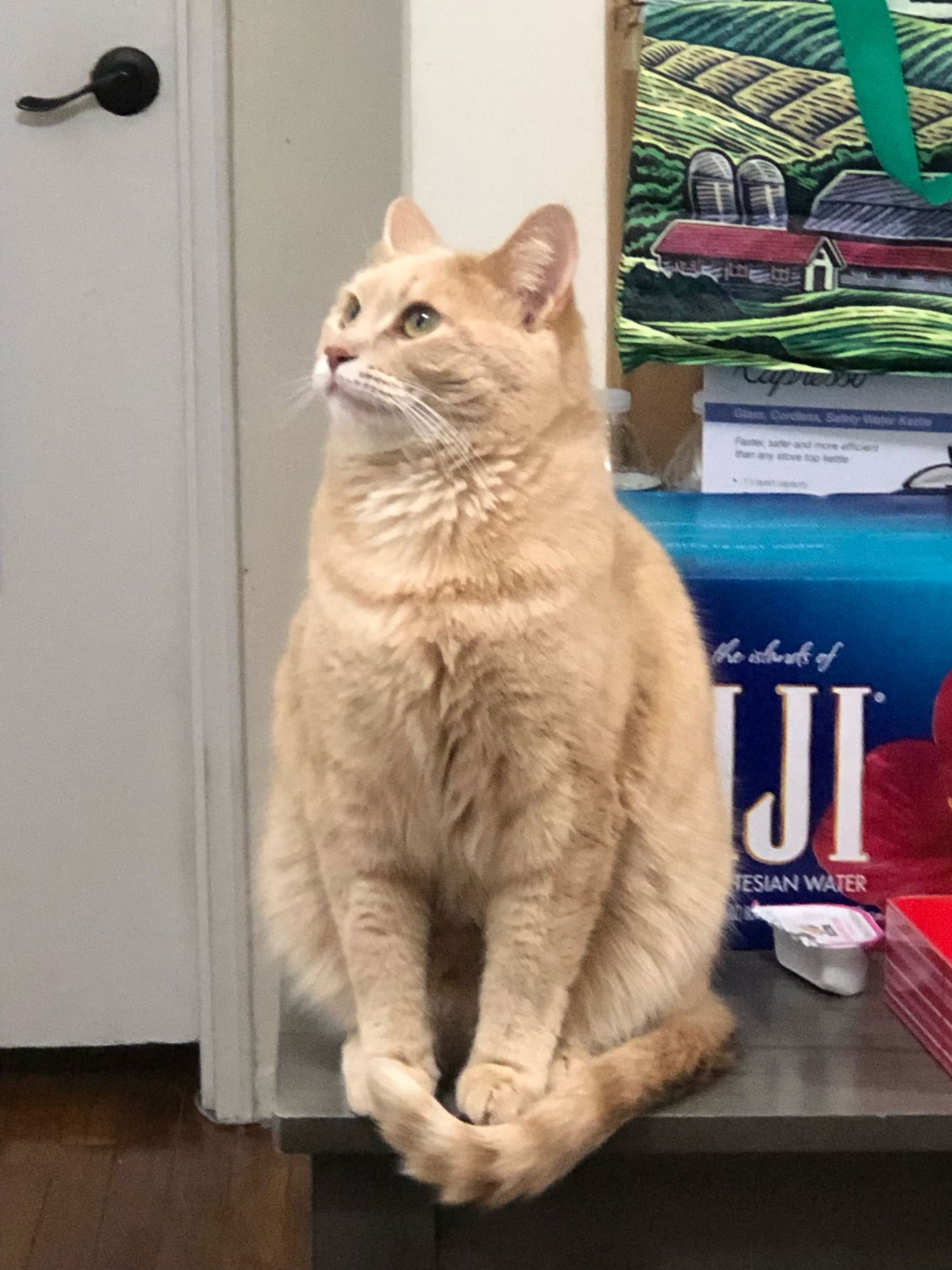 CITRINE - Domestic Short Hair available for adoption