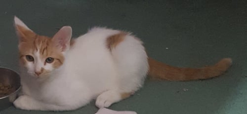 JASPER 2 - Domestic Short Hair available for adoption